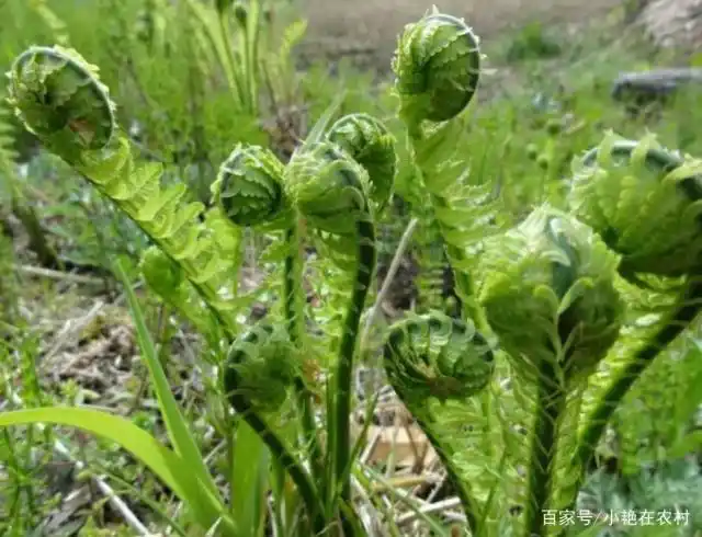 一种口感像黄瓜,农民叫它"黄瓜香"的野草,有止血,驱蚊的功效