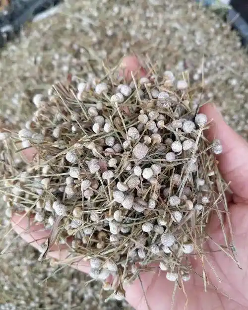 中药材谷精草一手货源 质量可靠 别名珍珠草 一斤价格