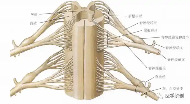 奈特解剖图谱|脊髓与脊神经