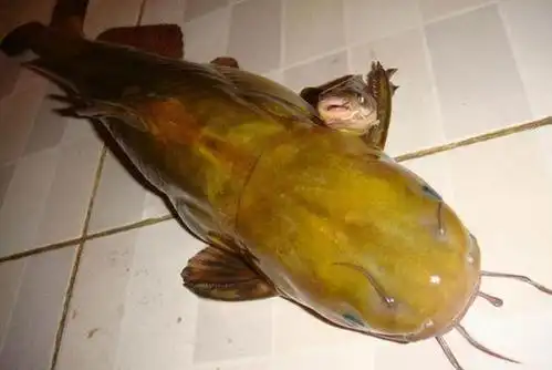 长江和汉江都能钓到的鱼种,最大可以长到4斤,是黄颡鱼吗?