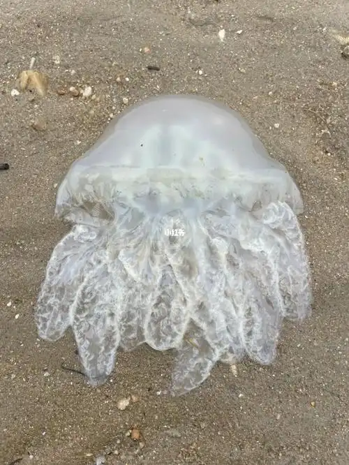 水母海蜇
