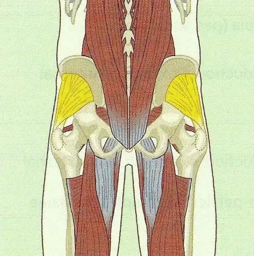 gluteus minimus