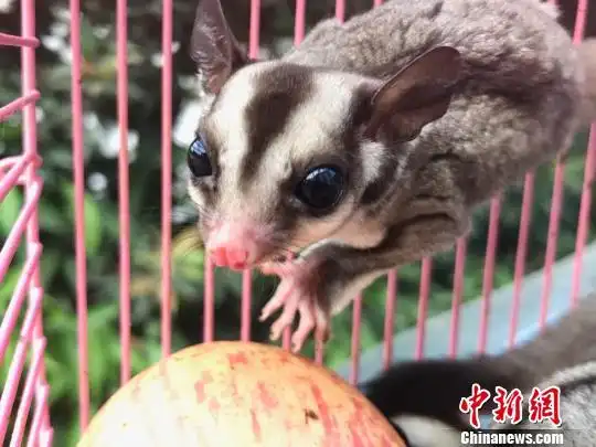 云南一男子偷运百余只外来野生动物蜜袋鼯被查获(组图)