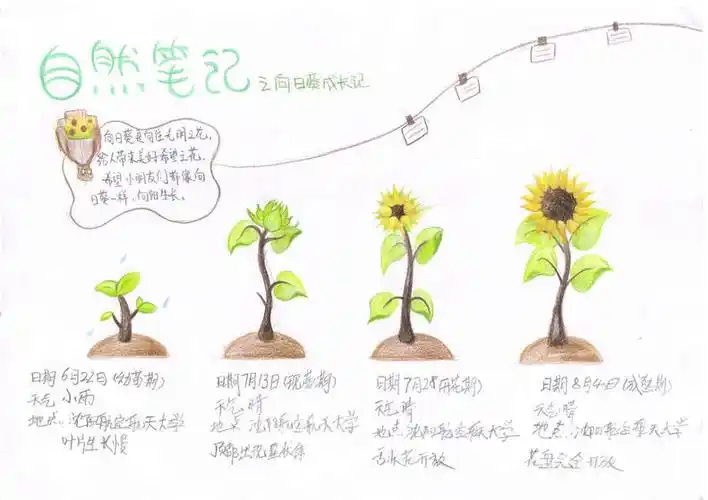 手绘梦想汇聚希望 沈阳市青少年自然笔记大赛二等奖作品揭晓