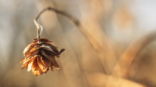 心酸!父母给4个儿子装修了房,却没给女儿留张床!