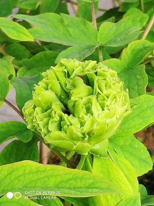 洛阳牡丹甲天下