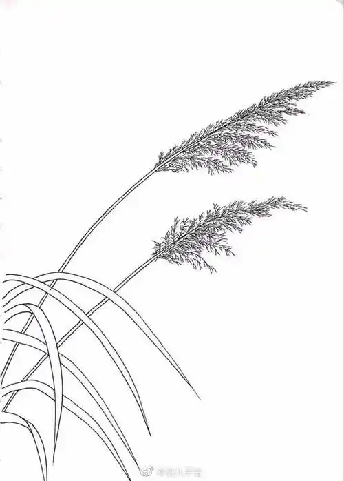 芦苇简笔画 芦苇简笔画彩色