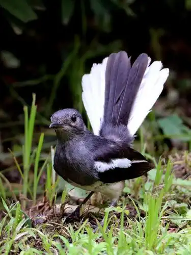小南湖公园的四喜鸟