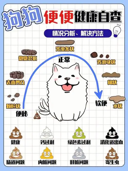 狗狗便便原因解析与处理健康自查