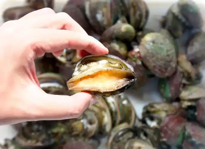 硇洲岛上的硇洲鲍鱼 刘冀城 摄硇洲鲍鱼,驰名远近,饮誉五洲,成为这里