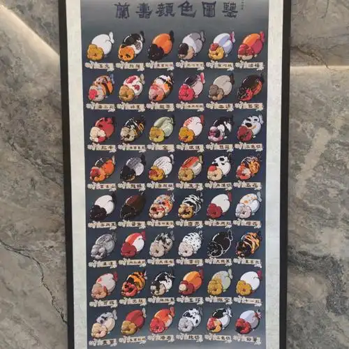 兰寿颜色图鉴卷轴