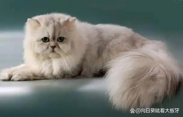 世界十大名猫列表 世界名猫都有哪些