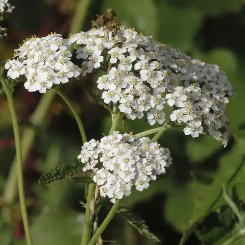 flowering yarrow - 50-6d1481