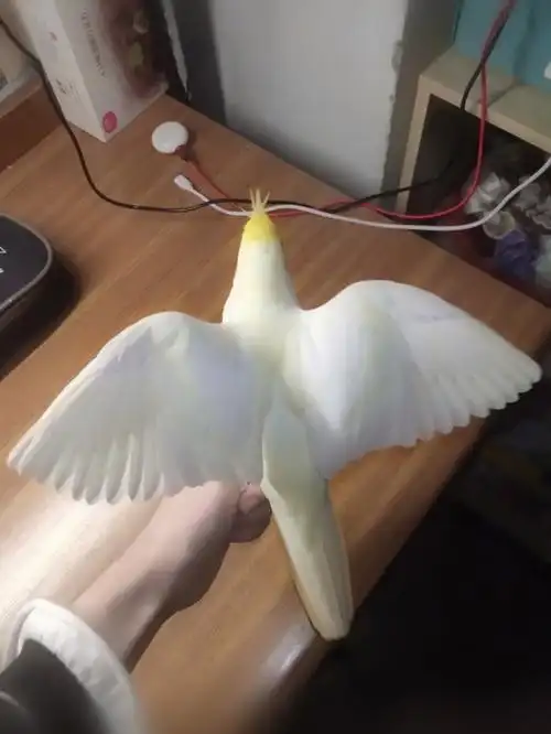 小骚又被剪羽啦