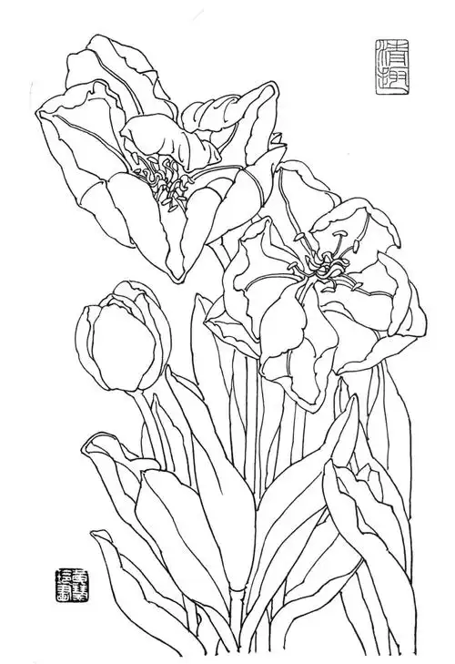 素材| 一组郁金香花卉白描图