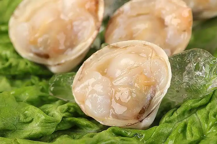 白蚬子是东港地区黄海滩涂上盛产的贝类,主要分布在辽