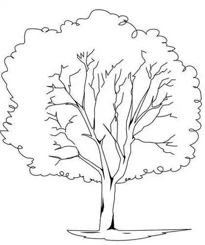 春天的大树简笔画一年级手抄报春天的手抄报