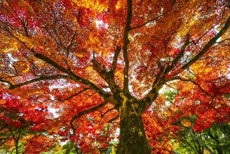 跟着奈良的神鹿漫步红叶公园