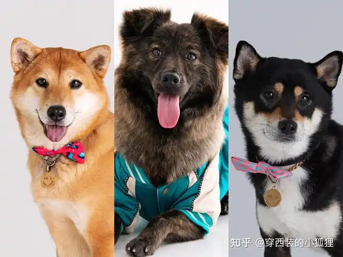 怎么判断柴犬跟中华田园犬的区别? - 知乎