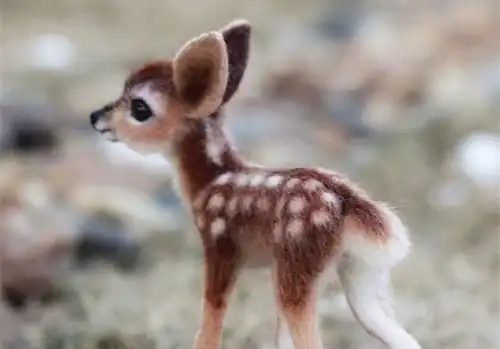 精灵小鹿可爱图片_森林中的小萌鹿