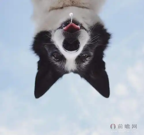 萌狗狗遭主人恶搞逗趣无限