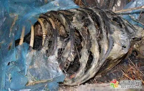 旁边尚有成滩的尸液,蛆虫成堆,臭气熏天.