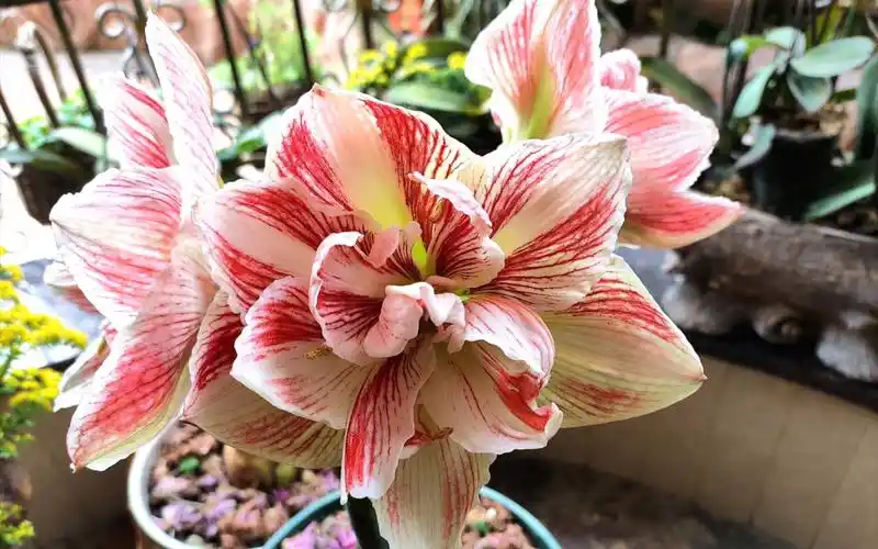 活动作品初花的洋朱顶红明亮妮芙