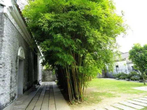 一丛翠竹的图片 (第1页)