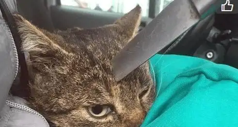 小猫头上插着一把刀! 原因竟如此残忍