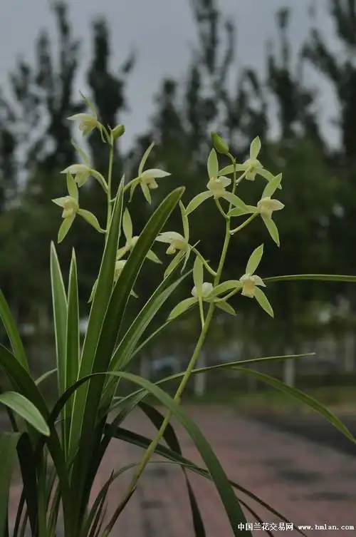 银边大贡----值得拥有(兰友请跟贴晒美图)-建兰篇-中国兰花交易网社区