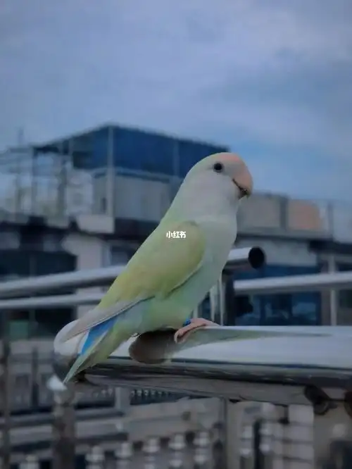 悬赏一千寻鸟蓝色脚环脚环上有号码15705798047地点:浙江省义乌市柳青