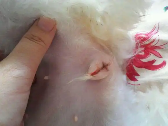 狗狗来大姨妈,不只是大姨妈,还有骚动的青春,发情的明示 - 知乎