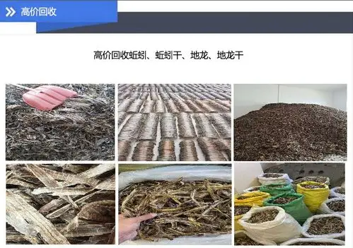 人工养殖蚯蚓康美地龙王生产厂家人工养殖蚯蚓基地