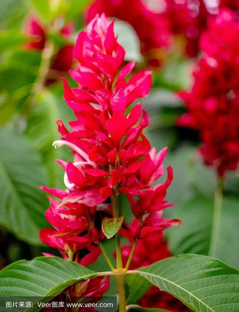 红色的野花绿叶背景