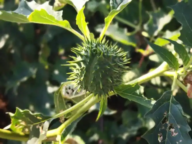 曼陀罗花和果实图片