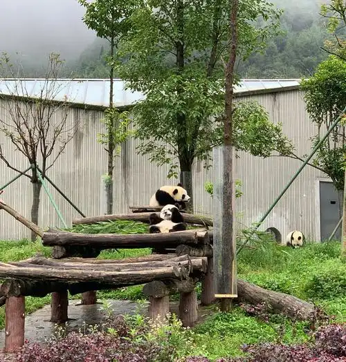 内卧龙大熊猫基地,水磨古镇,龙溪羌人谷等景区景点临时关闭_四川在线