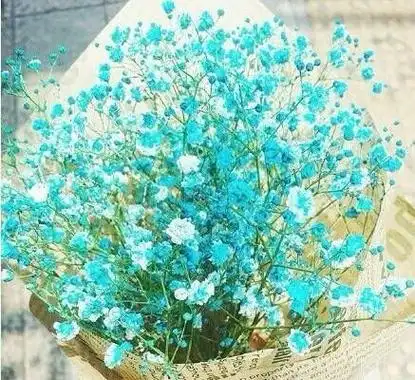 520告白小清新满天星图片花束图片大全 爱情草爱的告白-小清新图片