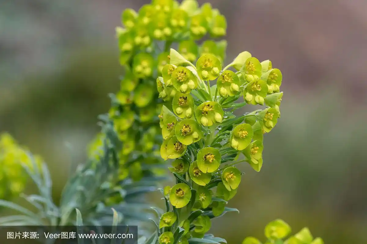 大戟属植物的花