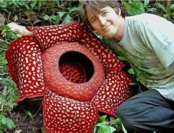 食人花图片 最恐怖的食人花真的吃人吗?