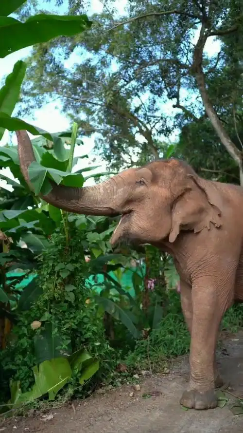 吃香蕉树叶的大象