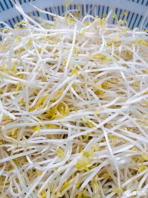 绿豆芽 甘肃省周边县城冷链批发豆芽