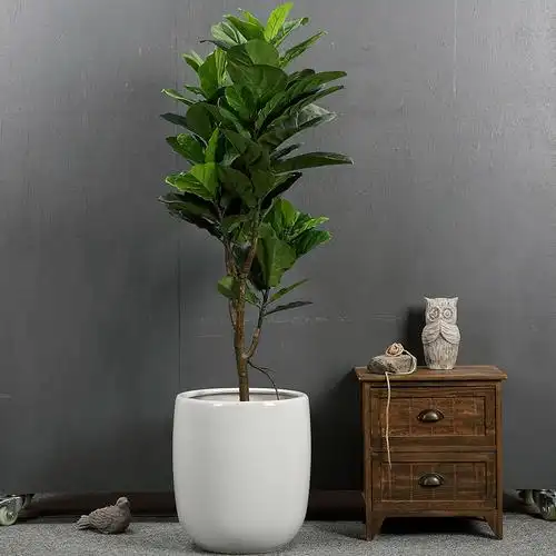 简约亮光白色碗莲陶瓷花盆落地高盆金钱树仙人柱琴叶榕盆圆口大肚