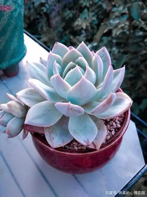 慢慢开始出状态的木樨甜心