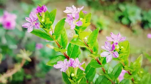 仲秋之花(之七,孔雀兰) - 美篇