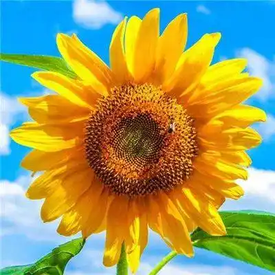 微信头像 | 能带来好运的微信头像图片