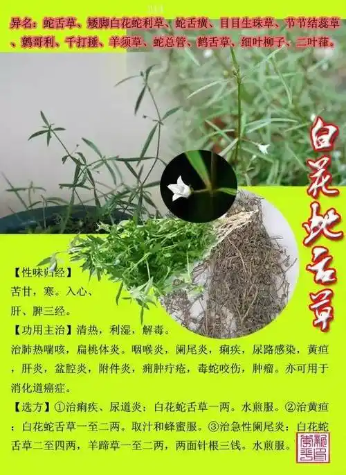300种常见中草药图谱