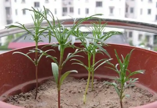 原创波斯菊怎么播种更简单手把手教你播种波斯菊很快开爆满盆