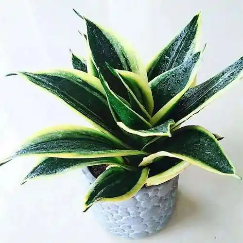 原来虎皮兰如此美,清新可爱不输多肉