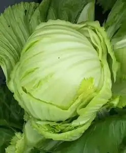 新鲜芥菜球卷心芥菜包心菜可做潮州咸菜潮汕泡菜新鲜蔬菜广西肉菜