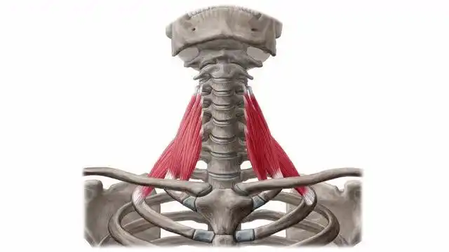 颈部斜角肌-人体解剖学【贝斯特健身学院】